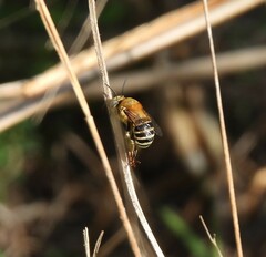 Anthophora californica