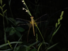 Neurothemis intermedia