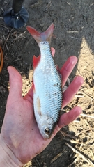 Scardinius erythrophthalmus