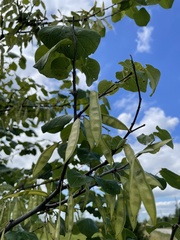 Cercis canadensis