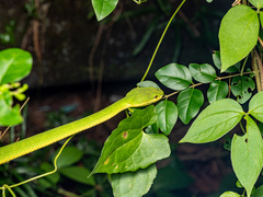 Trimeresurus albolabris