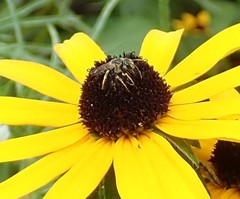 Halictus ligatus