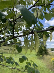 Cercis canadensis