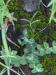 Indigofera cordifolia