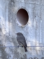 Phoenicurus ochruros
