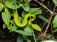 Trimeresurus albolabris
