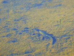 Ichthyosaura alpestris