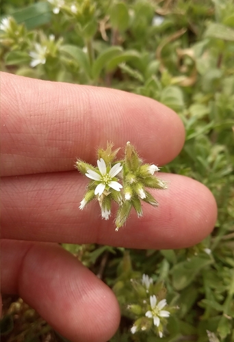 Cerastium junceum (Cerastium junceum)