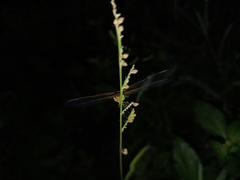 Neurothemis intermedia