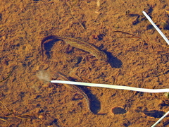 Ichthyosaura alpestris