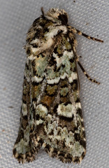 Lacinipolia strigicollis