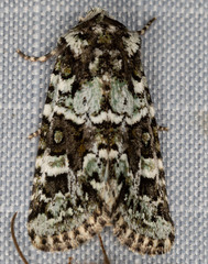 Lacinipolia strigicollis