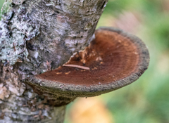 Daedaleopsis tricolor