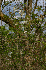 Ancylobothrys petersiana image