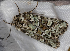 Lacinipolia strigicollis