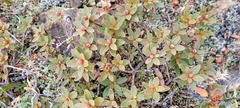 Rhododendron lapponicum