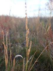 Beckmannia syzigachne