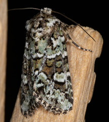 Lacinipolia strigicollis