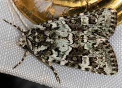 Lacinipolia strigicollis