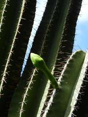 Cereus hexagonus