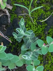 Indigofera cordifolia