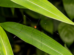 Pseudogagrella splendens
