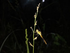 Neurothemis intermedia