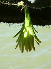 Cereus hexagonus
