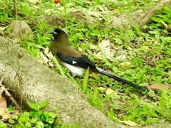 Dendrocitta formosae formosae