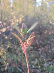 Rhododendron dauricum