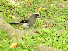 Dendrocitta formosae formosae