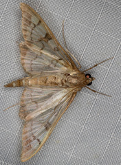 Mimorista subcostalis