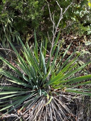 Yucca filamentosa