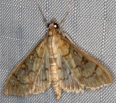 Mimorista subcostalis