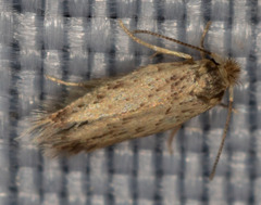 Nepticuloidea