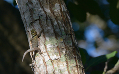 Sceloporus serrifer