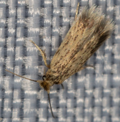 Nepticuloidea