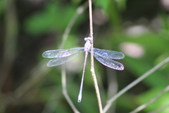 Archilestes