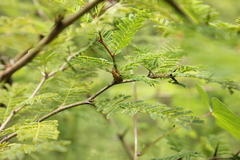 Kuschelina tenuilineata