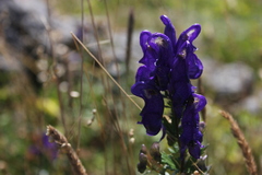 Aconitum variegatum