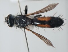 Cylindromyia interrupta