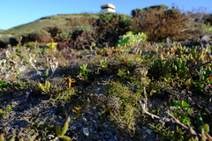 Limonium acuminatum