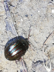 Chrysolina americana