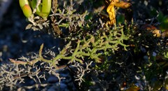 Limonium acuminatum