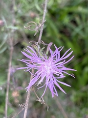 Centaurea