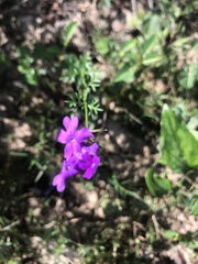 Glandularia aristigera