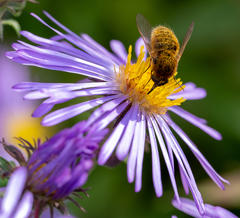 Sparnopolius confusus