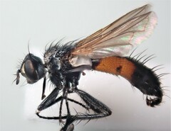 Cylindromyia interrupta