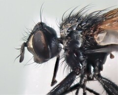 Cylindromyia interrupta