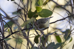 Acanthiza reguloides